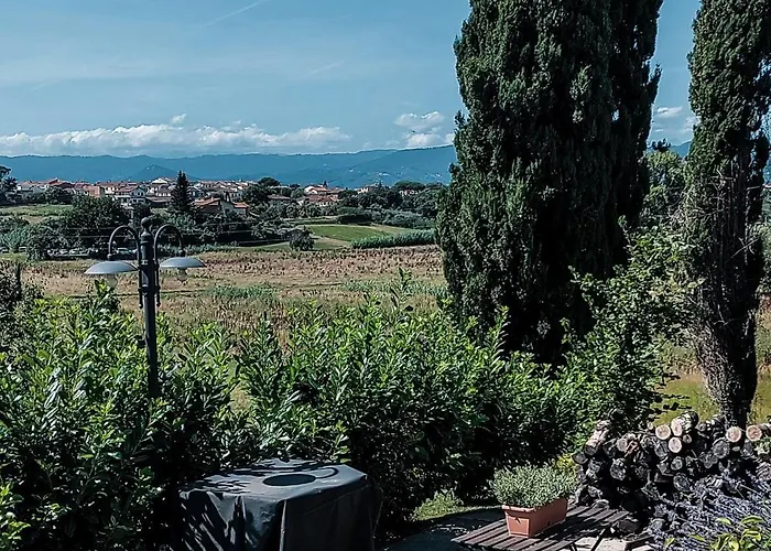 The Olive Grove In Tuscany